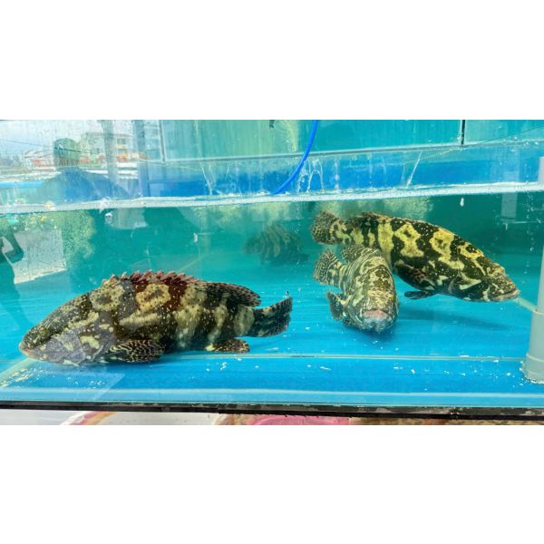 CÁ MÚ TRÂN CHÂU (2 - 3 KG/CON)