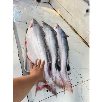 CÁ BÔNG LAU (5 - 8 KG/CON, ĐÃ BỎ MANG - BỚT MỠ)