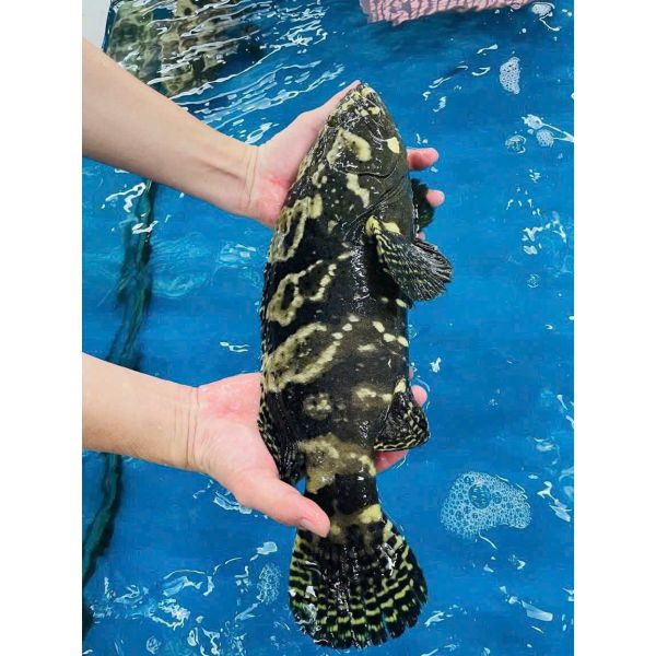 CÁ MÚ TRÂN CHÂU (1 - 3 KG/CON)