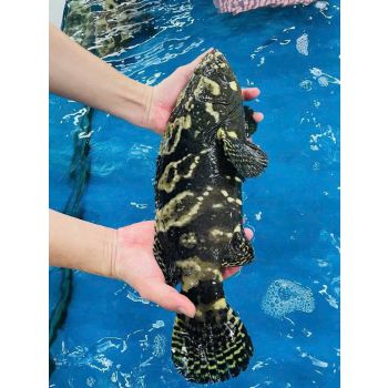 CÁ MÚ TRÂN CHÂU (1 - 3 KG/CON)