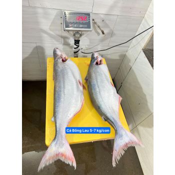 CÁ BÔNG LAU (5 - 8 KG/CON, ĐÃ BỎ MANG - BỚT MỠ)