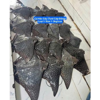 CÁ HẮC CẤY THIÊN NHIÊN (SIZE 1-3 KG/CON)