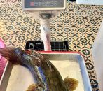 CÁ BỐNG TƯỢNG LỚN 2.5 - 3 KG/CON