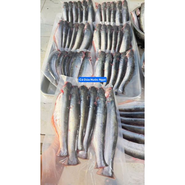 CÁ DỨA NƯỚC NGỌT (5 - 10 CON/KG, GÓI 1KG)