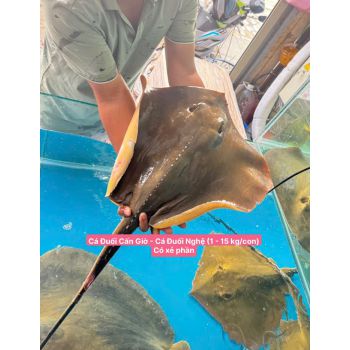 CÁ ĐUỐI CẦN GIỜ - ĐUỐI NGHỆ (2 - 10 KG/CON)