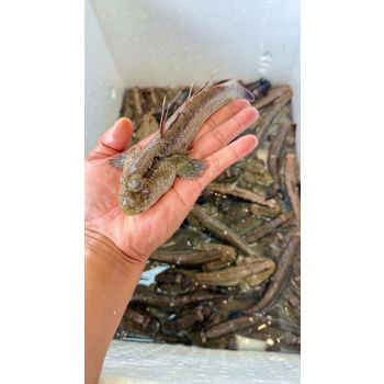 CÁ THÒI LÒI (8 - 10 CON/KG)