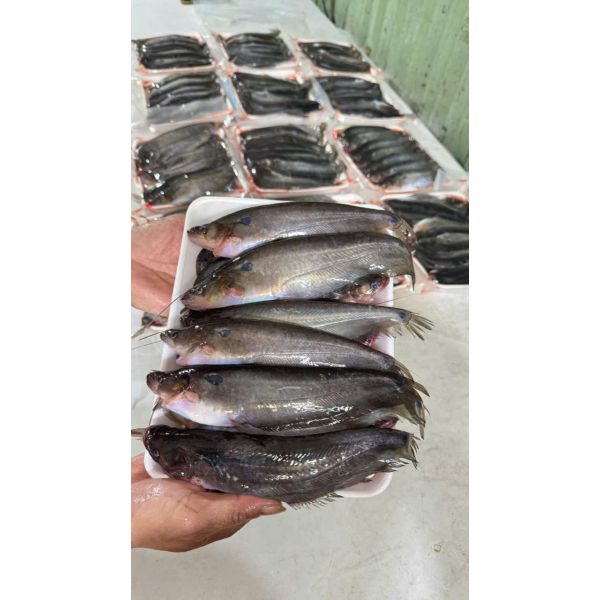 CÁ CHÈN BẦU (14-18 CON/KG, ĐÃ LÀM SẠCH KHAY 1kg)