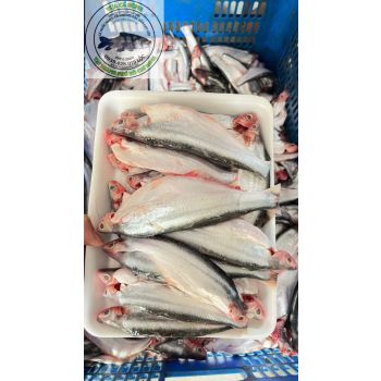 CÁ XÁC SỌC (14 - 17 CON/KG)