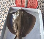 CÁ ĐUỐI NGHỆ 2 - 3 KG/CON
