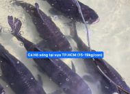 CÁ HÔ SIZE 15KG/CON (XẺ PHẦN)