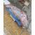 CÁ MÚ THIÊN NHIÊN SIZE 51 - 99 KG/CON (XẺ PHẦN, KHOANH 3-4KG)