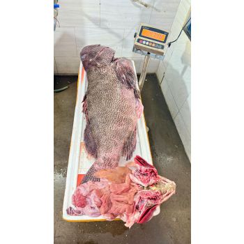 CÁ MÚ THIÊN NHIÊN SIZE 30 - 50 KG/CON (XẺ PHẦN, KHOANH 3-4KG)