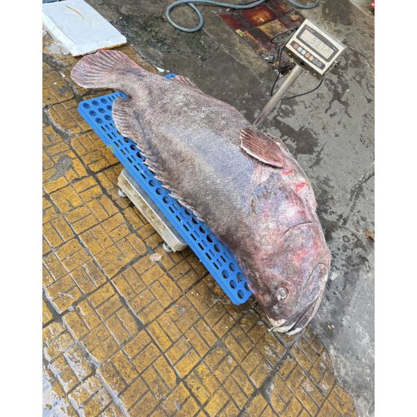 CÁ MÚ THIÊN NHIÊN SIZE 51 - 99 KG/CON (XẺ PHẦN, KHOANH 3-4KG)