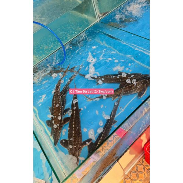 CÁ TẦM ĐÀ LẠT (2- 3 KG/CON)