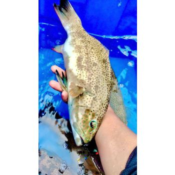 CÁ MÚ SAO XANH (1 - 2 KG/CON)