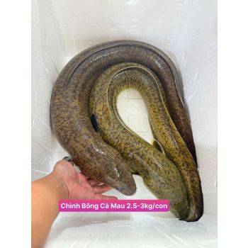 CÁ CHÌNH BÔNG CÀ MAU (2.5 - 3 KG/CON)