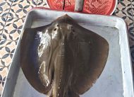 CÁ ĐUỐI NGHỆ 2 - 3 KG/CON