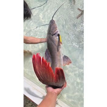 CÁ LĂNG SÔNG (4 - 15 KG/CON)