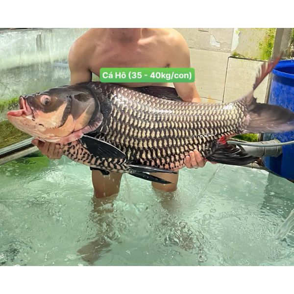 CÁ HÔ (35 - 40 KG/CON, THỊT CẮT KHOANH 3 - 4KG)