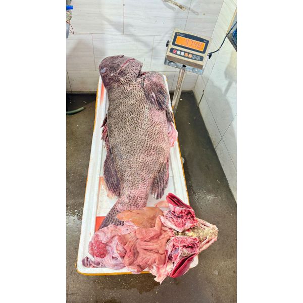 CÁ MÚ THIÊN NHIÊN TRÊN 30 KG/CON (XẺ PHẦN, KHOANH 3-4KG)